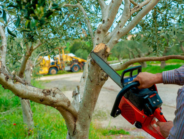 Tree Branch Trimming in Rural Hall, NC